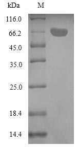 Recombinant Aeromonas salmonicida ADP-ribosyltransferase toxin AexT (aexT)