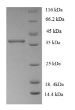 Recombinant Arabidopsis thaliana Nuclear transcription factor Y subunit A-3 (NFYA3)