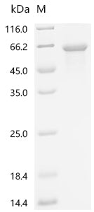 Recombinant Human E3 ubiquitin-protein ligase TRIM11 (TRIM11)