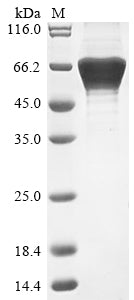 Recombinant Human E3 ubiquitin-protein ligase pellino homolog 1 (PELI1)