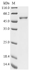 Recombinant Human Forkhead box protein P3 (FOXP3)