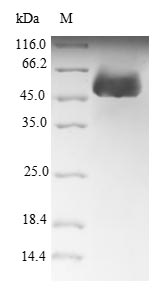 Recombinant Arabidopsis thaliana rRNA 2-O-methyltransferase fibrillarin 1 (FIB1)