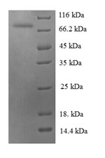 Recombinant Human Heat shock 70 kDa protein 6 (HSPA6), partial