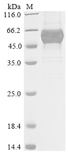 Recombinant Arabidopsis thaliana UDP-glycosyltransferase 88A1 (UGT88A1)