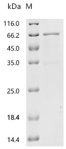 Recombinant Mouse Angiopoietin-related protein 2 (Angptl2)