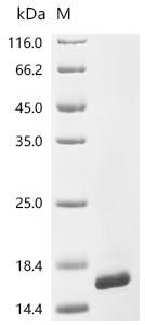 Recombinant Dog Copper transport protein ATOX1 (ATOX1)