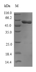 Recombinant Human Guanine nucleotide-binding protein subunit beta-like protein 1 (GNB1L)