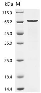 Recombinant Rat Chondroitin sulfate proteoglycan 5 (Cspg5), partial