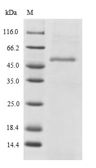 Recombinant Human Endophilin-B2 (SH3GLB2)