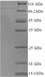 Recombinant Human DNA-directed RNA polymerase III subunit RPC3 (POLR3C)
