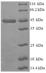 Recombinant Human Repressor of RNA polymerase III transcription MAF1 homolog (MAF1) (G236R)