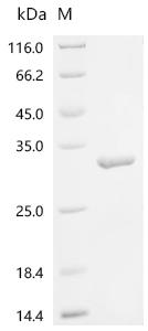 Recombinant Human Peptide deformylase, mitochondrial (PDF)