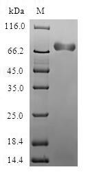 Recombinant Human Acidic mammalian chitinase (CHIA)