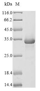 Recombinant Mouse Complement C1q tumor necrosis factor-related protein 3 (C1qtnf3)
