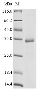 Recombinant Arabidopsis thaliana Expansin-B1 (EXPB1)