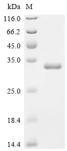 Recombinant Human Egl nine homolog 3 (EGLN3)