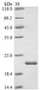 Recombinant Bovine coronavirus Non-structural protein of 4.9 kDa (4a)
