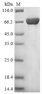 Recombinant Mouse Peroxisomal acyl-coenzyme A oxidase 1 (Acox1)
