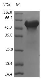 Recombinant Human FK506-binding protein-like (FKBPL)