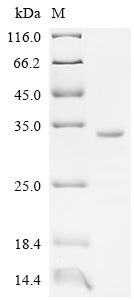 Recombinant Human Butyrophilin-like protein 2 (BTNL2), partial