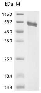 Recombinant Human Leucine-rich repeat-containing G-protein coupled receptor 4 (LGR4), partial