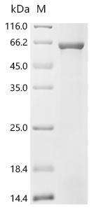 Recombinant Alteromonas macleodii Iota-carrageenase (cgiA)