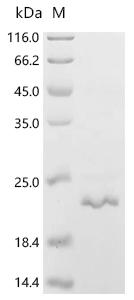 Recombinant Human Matrix-remodeling-associated protein 5 (MXRA5), partial