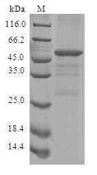 Recombinant Human Cytokine-inducible SH2-containing protein (CISH)