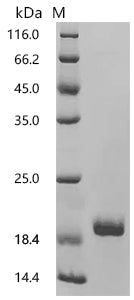 Recombinant Human Membrane-spanning 4-domains subfamily A member 12 (MS4A12), partial