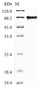 Recombinant Human La-related protein 6 (LARP6)