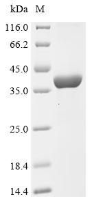 Recombinant Mouse Interferon-induced 35 kDa protein homolog (Ifi35)
