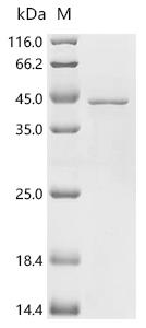 Recombinant Mouse NADH-cytochrome b5 reductase 3 (Cyb5r3)