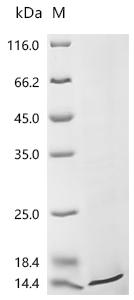 Recombinant Human Sodium- and chloride-dependent neutral and basic amino acid transporter B (0+) (SLC6A14), partial