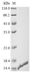 Recombinant Human Apoptosis-associated speck-like protein containing a CARD (PYCARD), partial