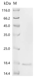 Recombinant Human Apoptosis-associated speck-like protein containing a CARD (PYCARD), partial