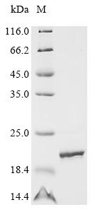 Recombinant Human Apoptosis-associated speck-like protein containing a CARD (PYCARD), partial