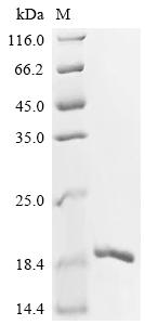 Recombinant Human Apoptosis-associated speck-like protein containing a CARD (PYCARD), partial