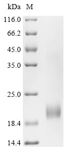 Recombinant Human Apoptosis-associated speck-like protein containing a CARD (PYCARD), partial