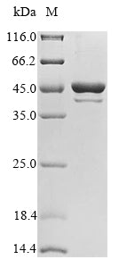 Recombinant Candida albicans Fructose-bisphosphate aldolase (FBA1)