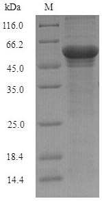 Recombinant Schizosaccharomyces pombe NADH kinase pos5, mitochondrial (pos5)