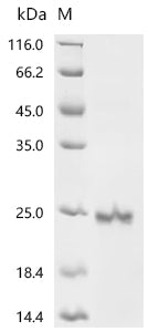 Recombinant Human Growth/differentiation factor 2 (GDF2)