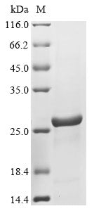 Recombinant Drosophila melanogaster Peptidoglycan-recognition protein SC2 (PGRP-SC2)