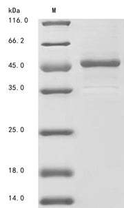 Recombinant Mouse Aryl hydrocarbon receptor nuclear translocator-like protein 1 (Arntl), partial