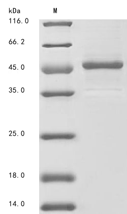 Recombinant Mouse Aryl hydrocarbon receptor nuclear translocator-like protein 1 (Arntl), partial