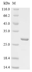 Recombinant Human Unconventional myosin-XVI (MYO16), partial