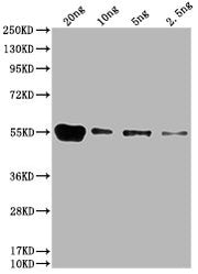 Western Blot Positive WB detected in: HIS fusion protein 1 at 20ng, 10ng, 5ng, 2.5ng All lanes: HIS antibody at 1:1000 Secondary Goat polyclonal to mouse IgG at 1/50000 dilution Predicted band size: 55 kDa Observed band size: 55 kDa