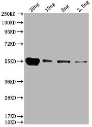 Western Blot Positive WB detected in: HIS fusion protein 1 at 20ng, 10ng, 5ng, 2.5ng All lanes: HIS antibody at 1:1000 Secondary Goat polyclonal to mouse IgG at 1/50000 dilution Predicted band size: 55 kDa Observed band size: 55 kDa