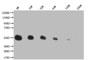 Western Blot Positive WB detected in: 200ng recombinant protein with His tag His antibody at 1:8w, 1:16w, 1:32w, 1:64w, 1:128w, 1:256w Secondary Goat polyclonal to mouse IgG at 1/50000 dilution Predicted band size: 43.4 KDa Observed band size: 43....