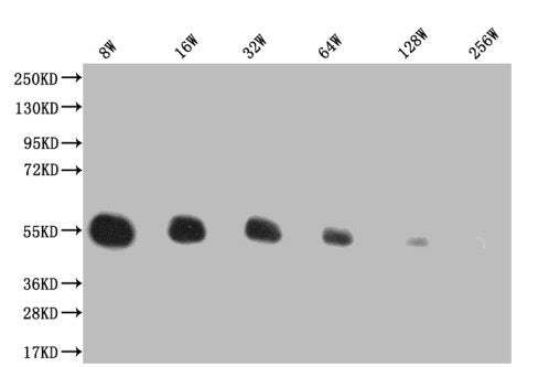 Western Blot Positive WB detected in: 200ng recombinant protein with His tag His antibody at 1:8w, 1:16w, 1:32w, 1:64w, 1:128w, 1:256w Secondary Goat polyclonal to mouse IgG at 1/50000 dilution Predicted band size: 43.4 KDa Observed band size: 43....