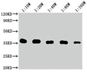 Western Blot Positive WB detected in: 10ng Flag Tag fusion protein Flag Tag antibody at 1:100000, 1:200000, 1:400000, 1:800000, 1:1600000 Secondary Goat polyclonal to mouse IgG at 1/50000 dilution Predicted band size: 35 kDa Observed band size: 35...